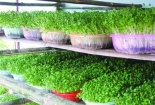 Rau mầm đắt hàng